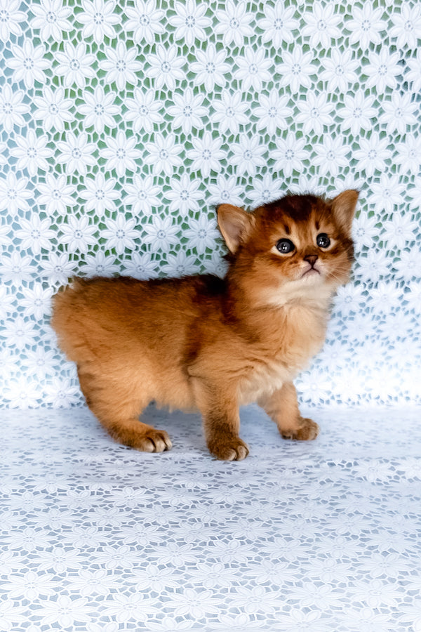 Sapphira | Somali Kitten