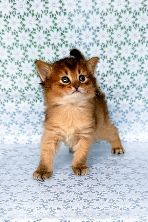 Sapphira | Somali Kitten