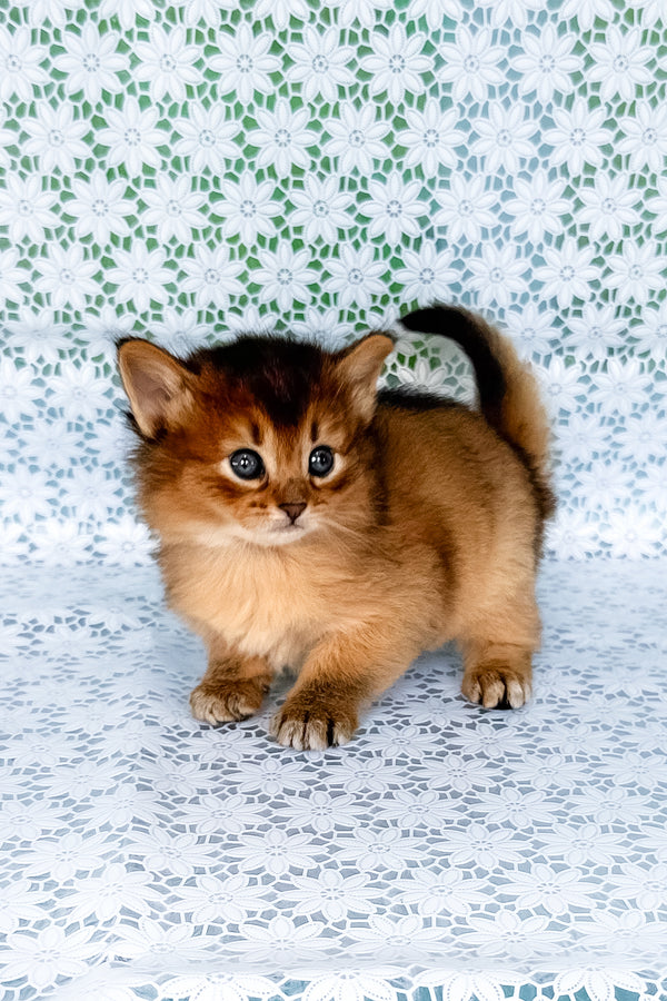 Sapphira | Somali Kitten
