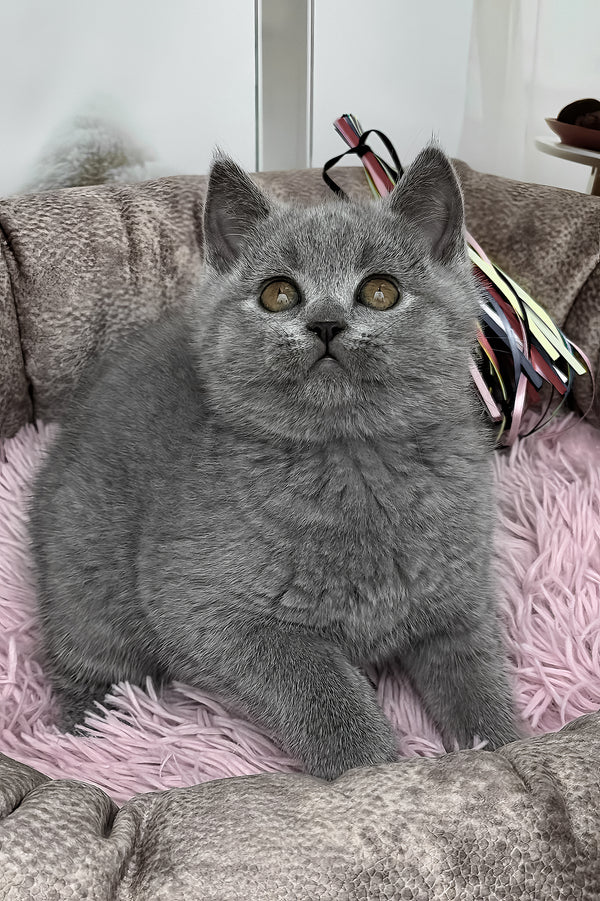 Sasha | British Shorthair Kitten