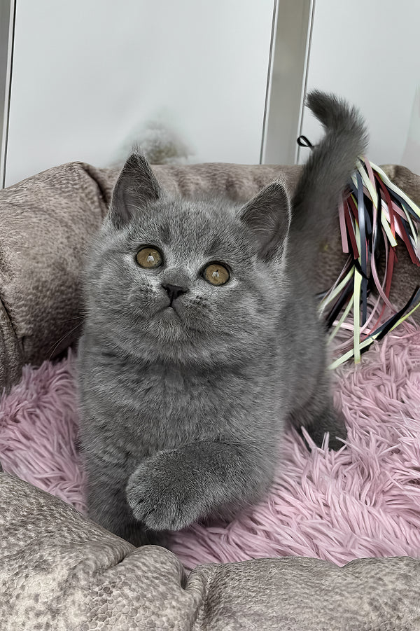 Sasha | British Shorthair Kitten