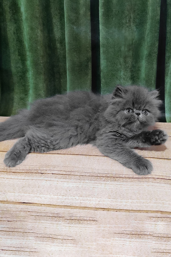 Saveliy | Persian Kitten