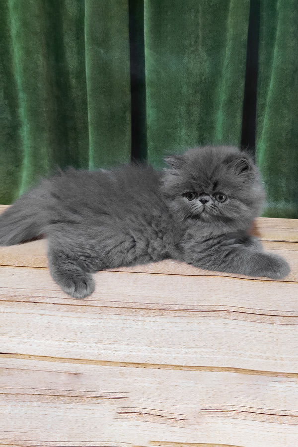Saveliy | Persian Kitten