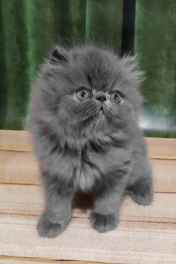 Saveliy | Persian Kitten