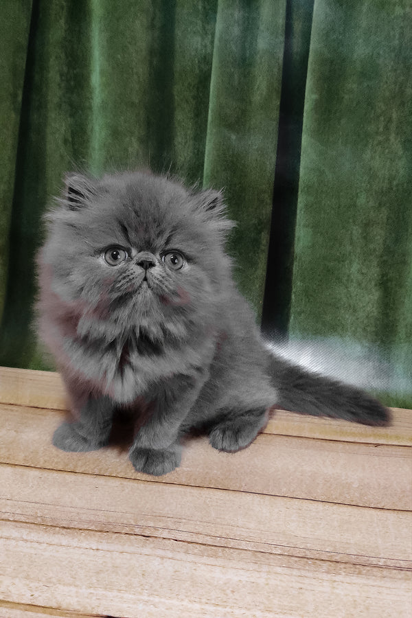 Saveliy | Persian Kitten