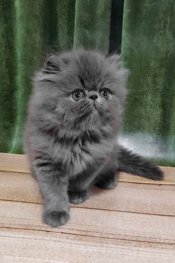 Saveliy | Persian Kitten