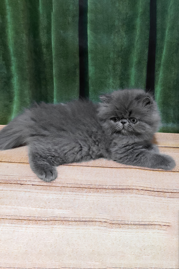 Saveliy | Persian Kitten