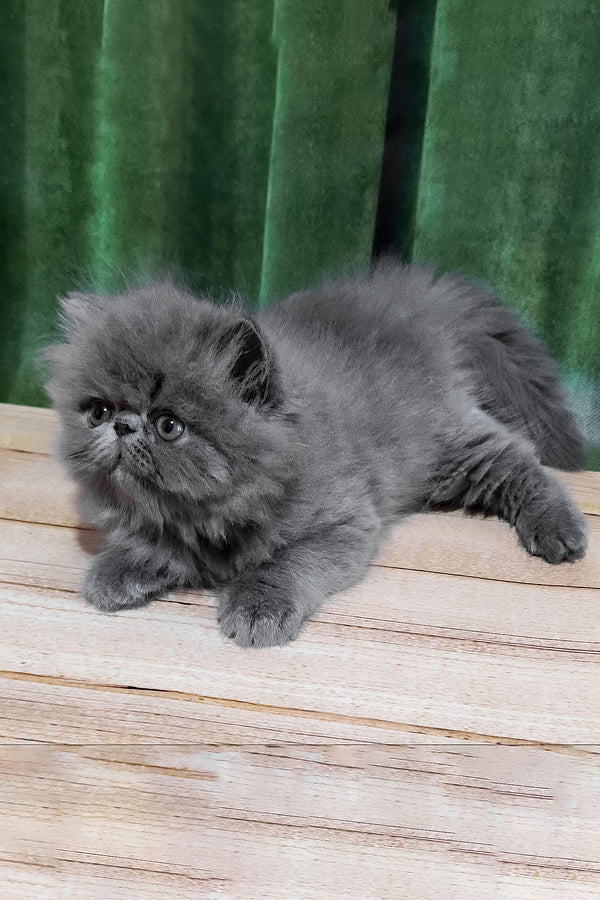 Saveliy | Persian Kitten