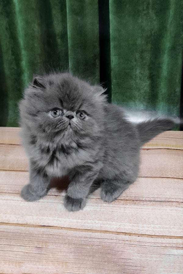 Saveliy | Persian Kitten