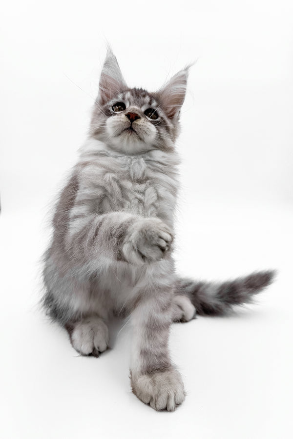 Sawran | Maine Coon Kitten