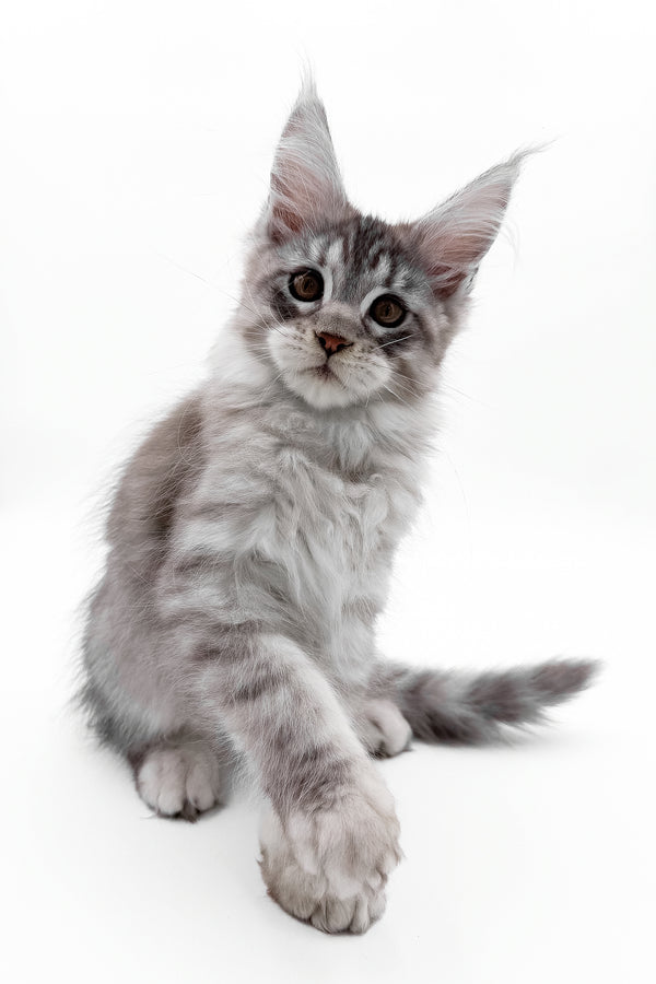Sawran | Maine Coon Kitten