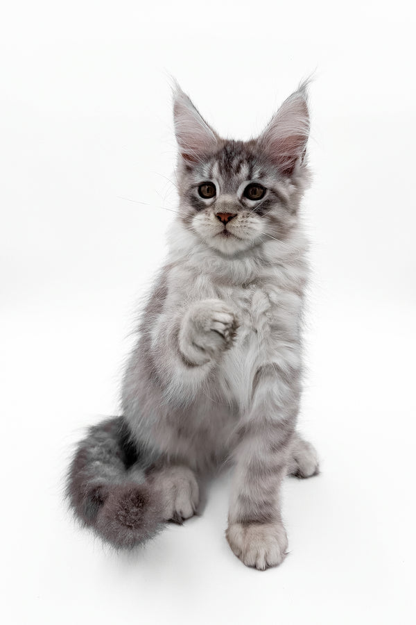 Sawran | Maine Coon Kitten