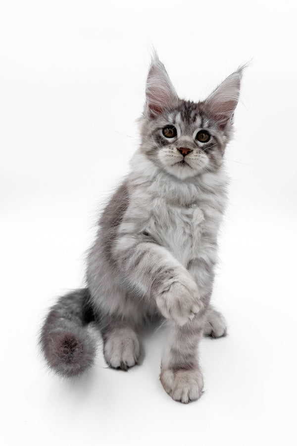 Sawran | Maine Coon Kitten