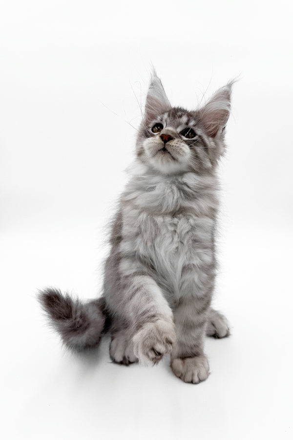 Sawran | Maine Coon Kitten