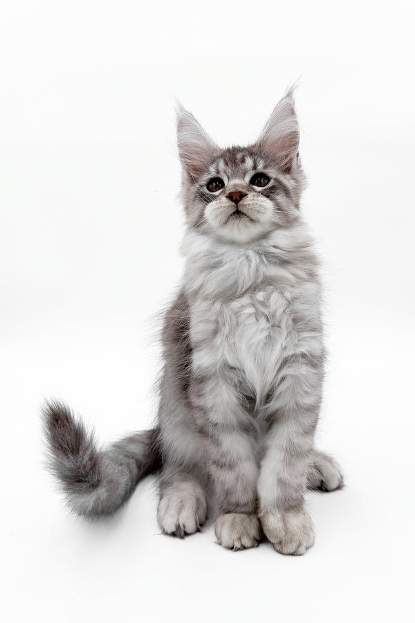 Sawran | Maine Coon Kitten