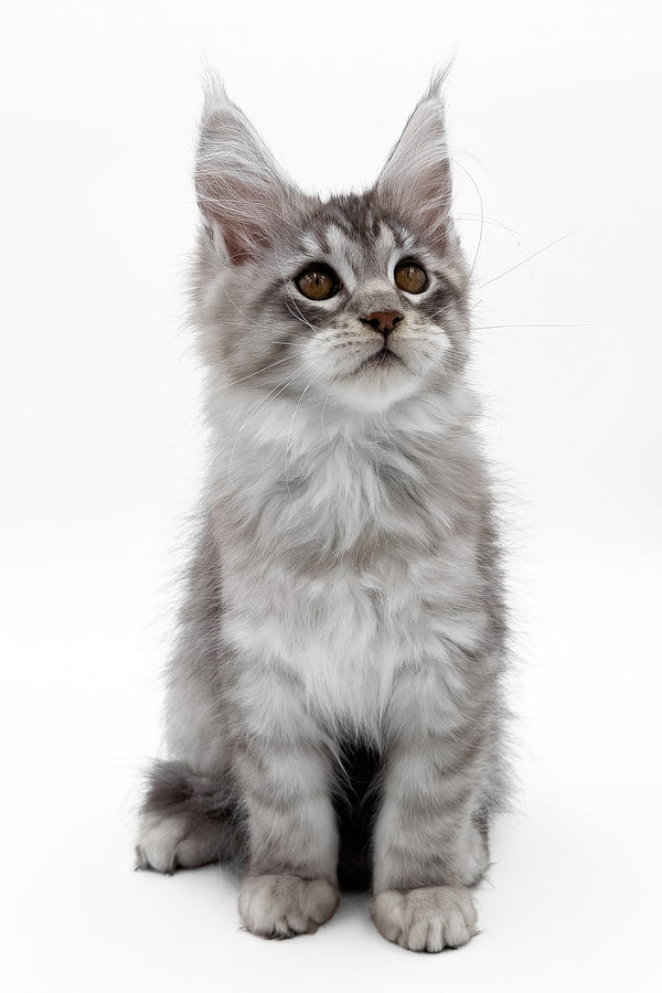 Sawran | Maine Coon Kitten