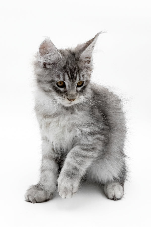 Sawran | Maine Coon Kitten