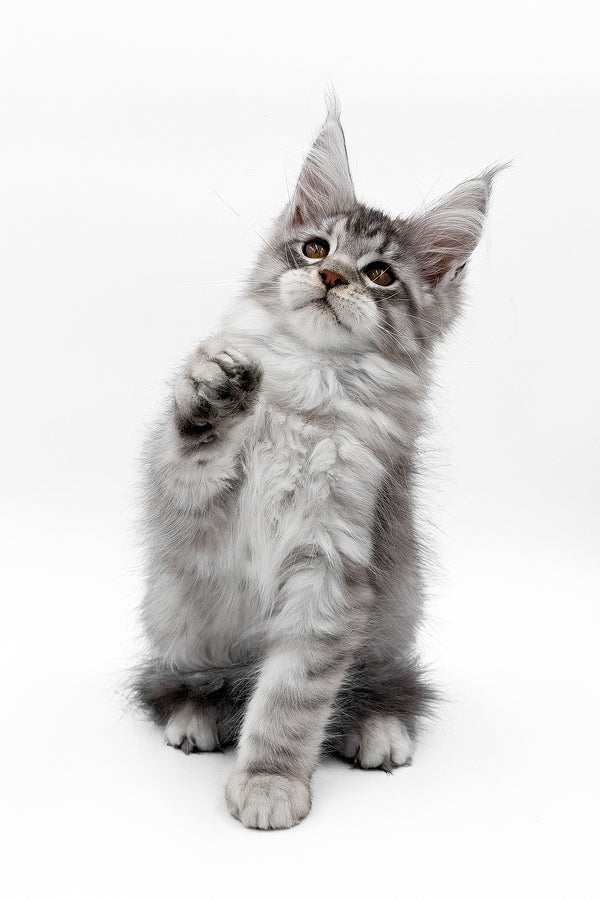 Sawran | Maine Coon Kitten