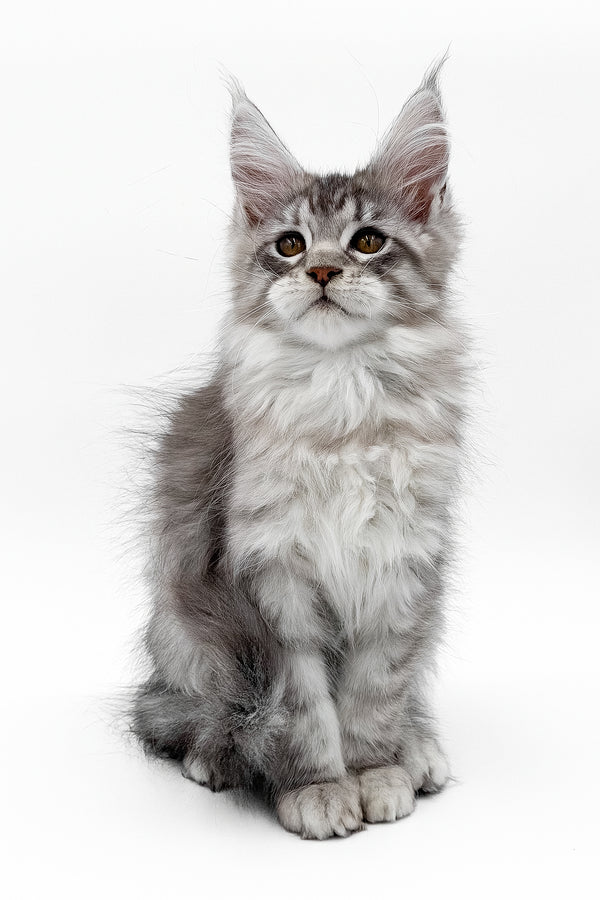Sawran | Maine Coon Kitten