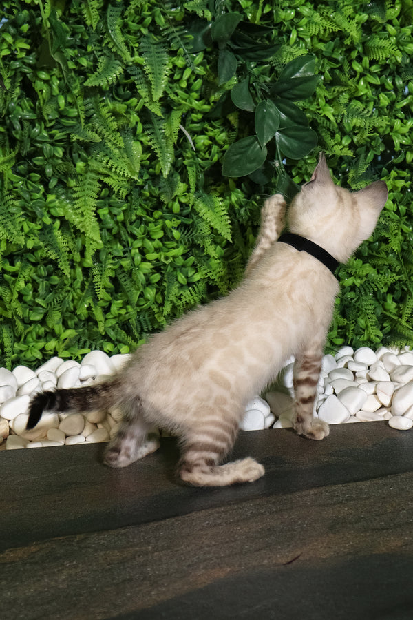 Silvia | Bengal Kitten