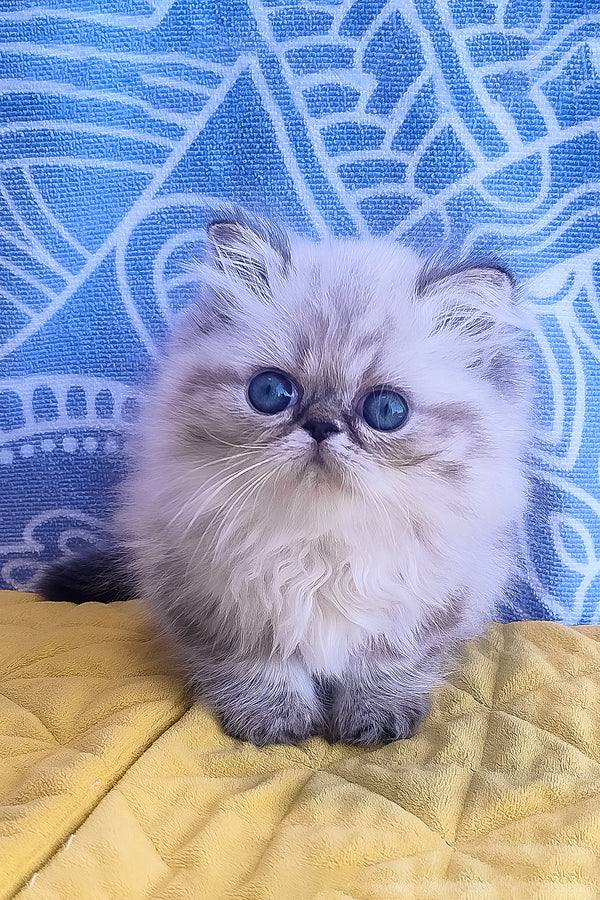 Fluffy silver-gray persian kitten sadie with striking blue eyes sitting on yellow quilted surface melissa persian kitten