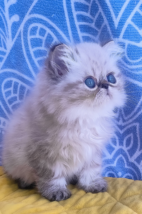 A fluffy cream-colored persian kitten with striking blue eyes sits on a yellow surface melissa persian kitten