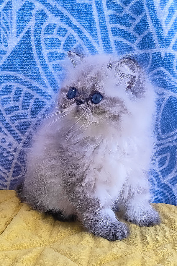 Fluffy silver and gray persian kitten with blue eyes sitting on yellow quilted surface featuring melissa persian kitten