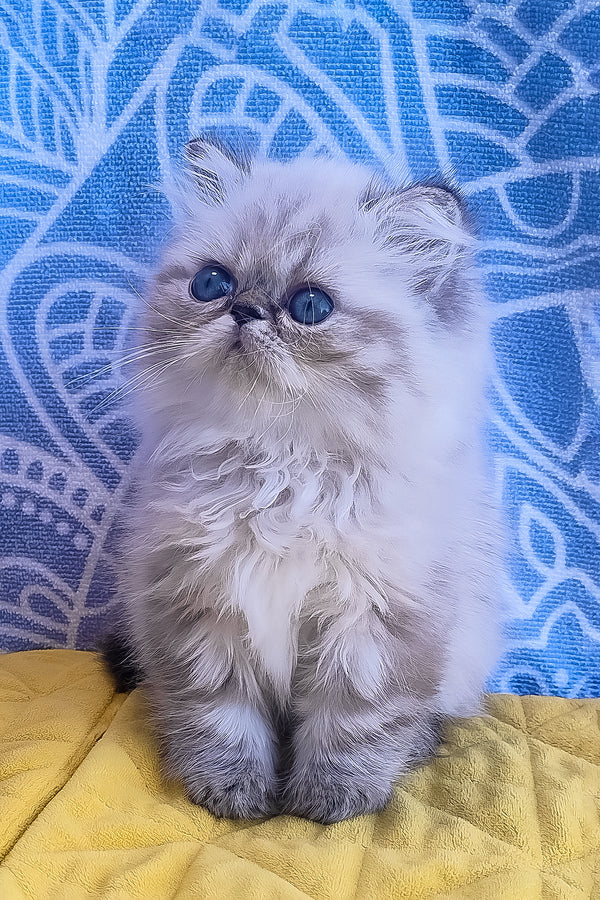 A fluffy silver tabby persian kitten named sadie with striking blue eyes sits on a yellow surface, melissa persian kitten