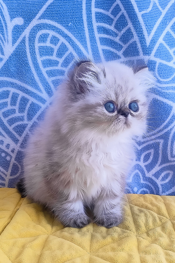 Fluffy cream and gray persian kitten with striking blue eyes featured as sadie melissa persian kitten breed