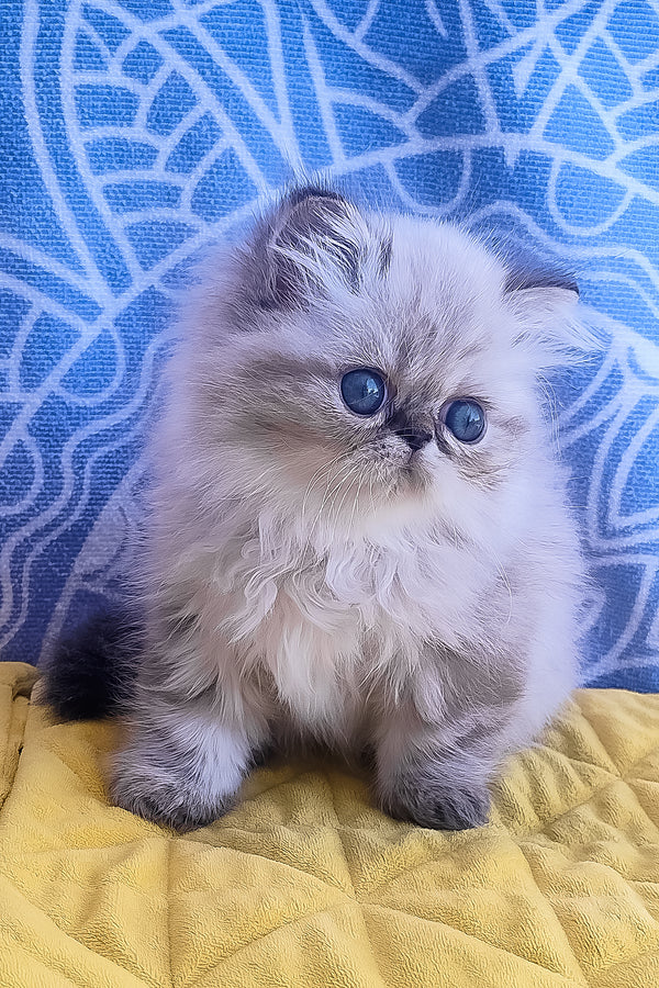 Fluffy silver and gray persian kitten named sadie with striking blue eyes perfect for melissa persian kitten fans