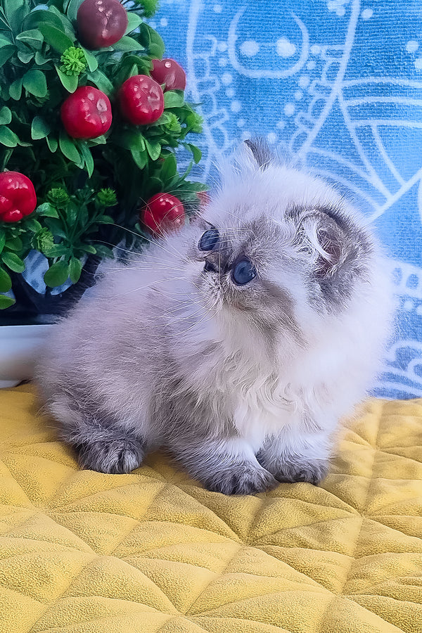 Fluffy cream and gray melissa persian kitten with long soft fur sitting on yellow quilted surface called sadie