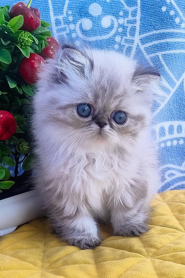 Fluffy silver and gray persian kitten sadie with striking blue eyes perfect for melissa persian kitten fans