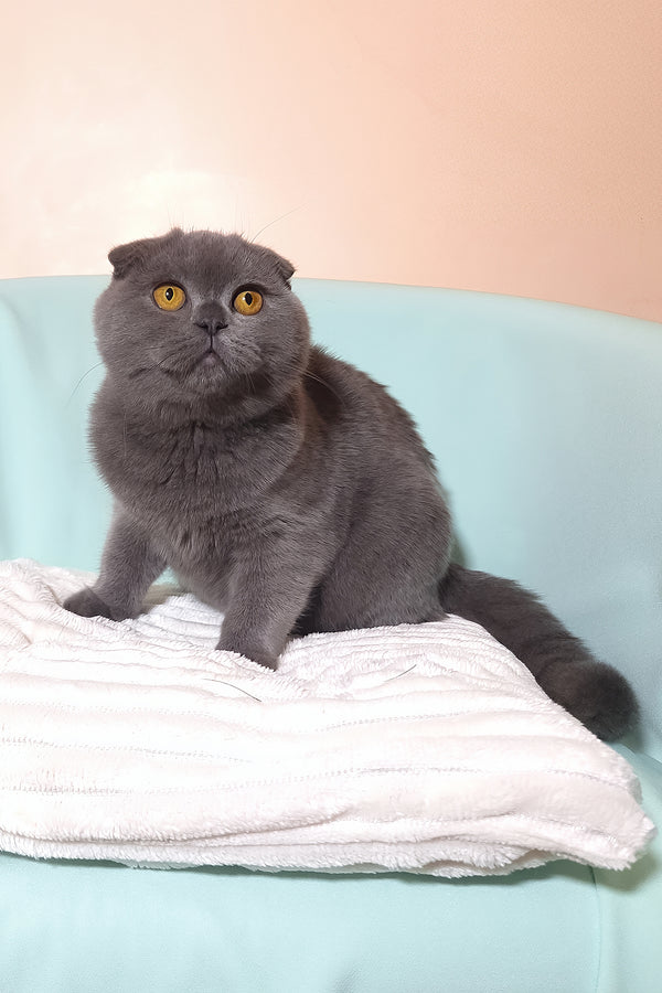 Slava | Scottish Fold Kitten