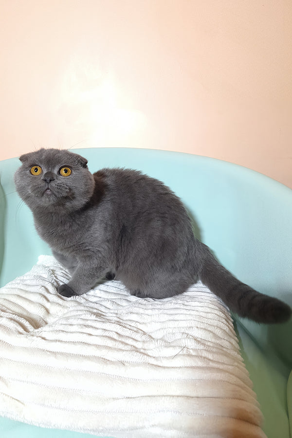 Slava | Scottish Fold Kitten