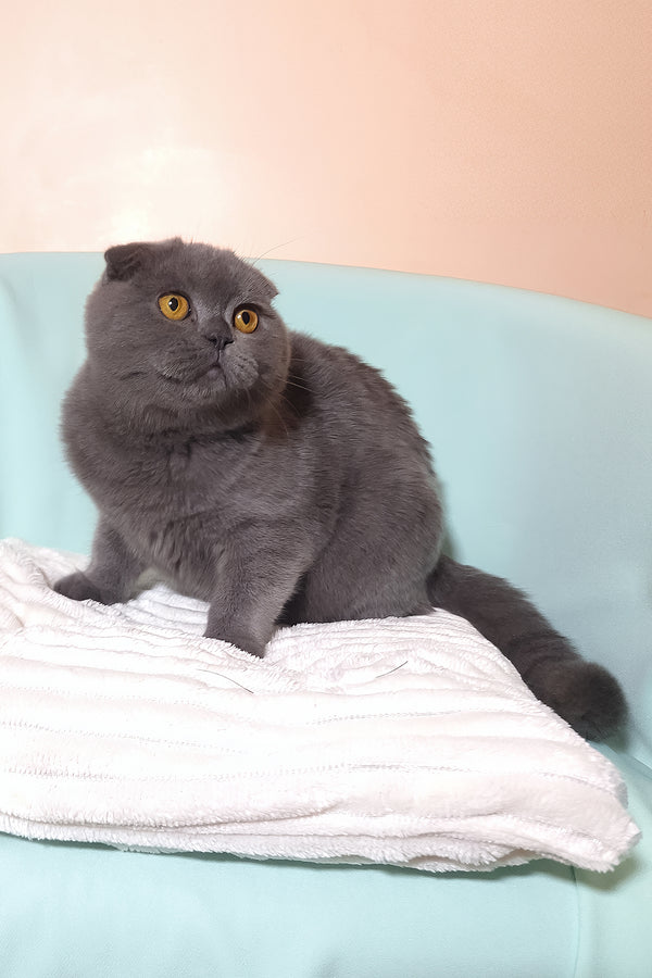 Slava | Scottish Fold Kitten