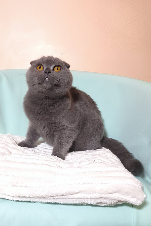 Slava | Scottish Fold Kitten
