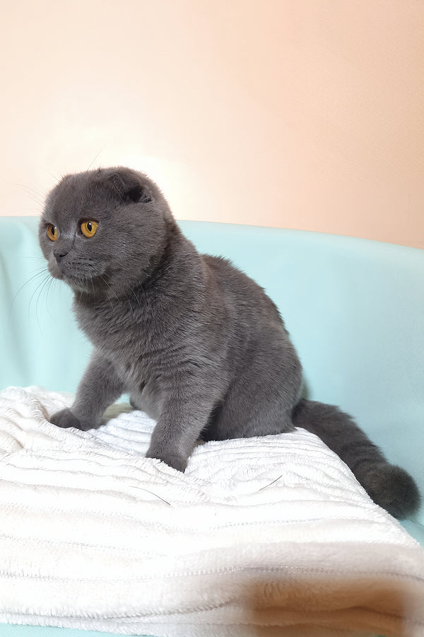 Slava | Scottish Fold Kitten