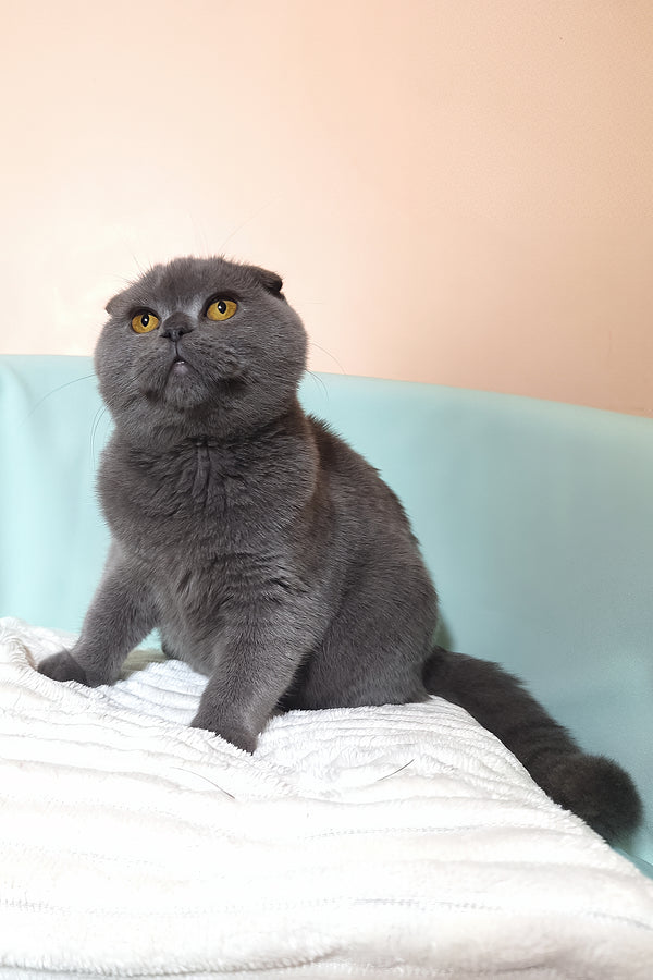 Slava | Scottish Fold Kitten