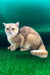 Solomon | British Shorthair Kitten