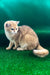 Solomon | British Shorthair Kitten