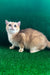 Solomon | British Shorthair Kitten