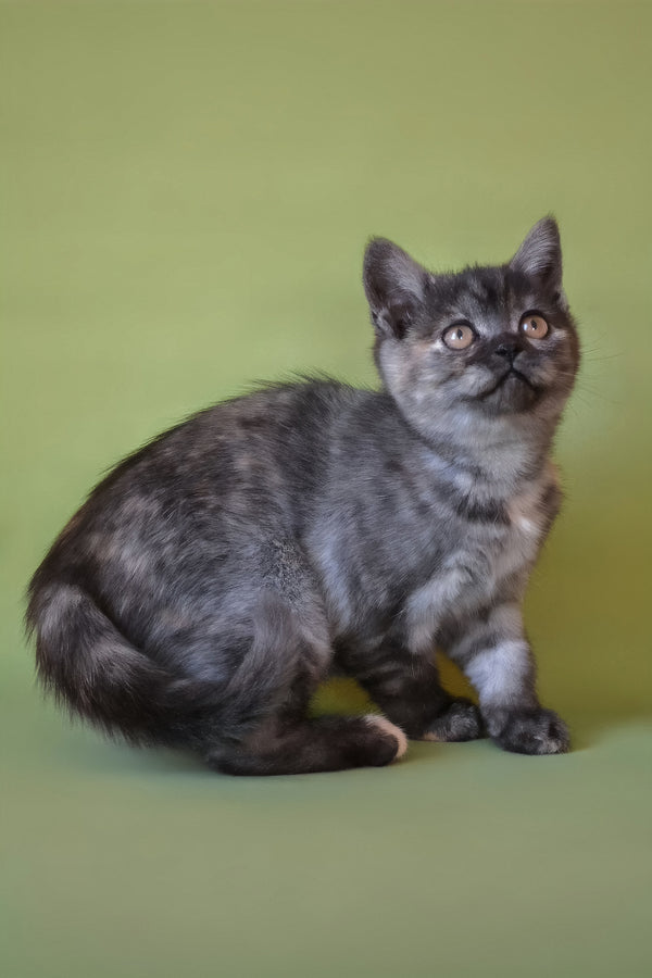 Sonya | Scottish Straight Kitten
