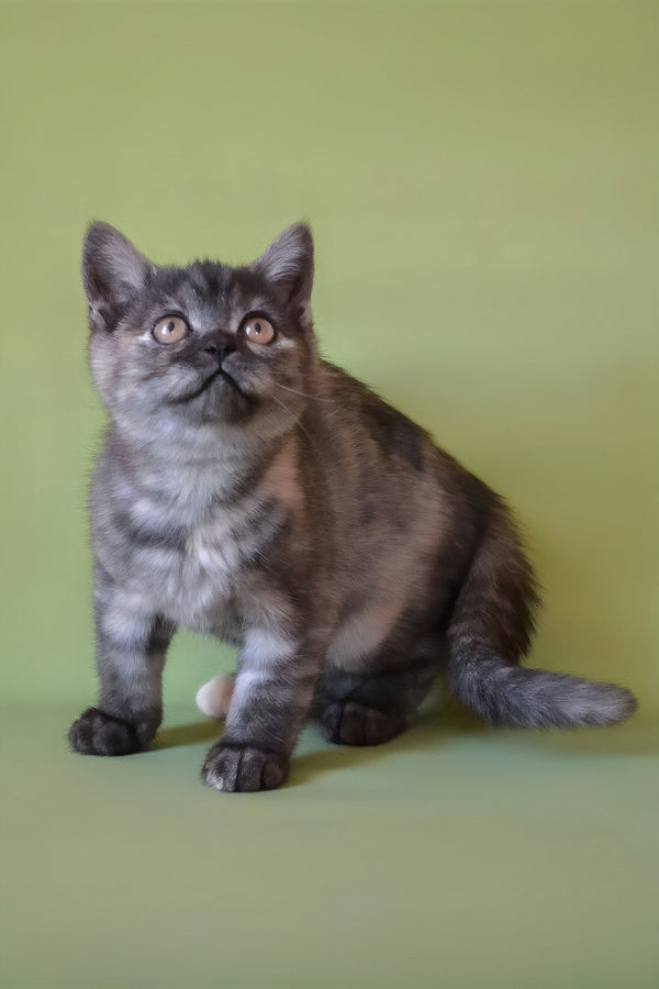 Sonya | Scottish Straight Kitten