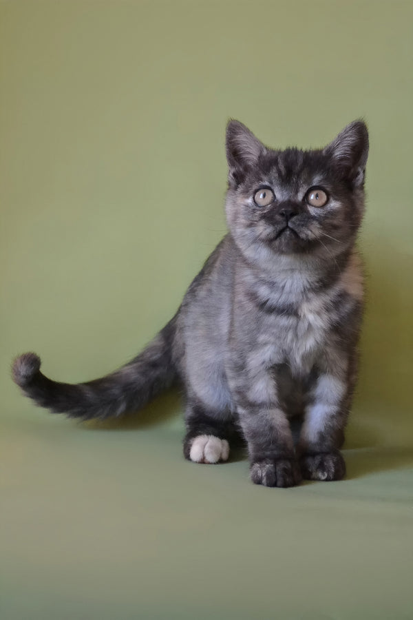 Sonya | Scottish Straight Kitten