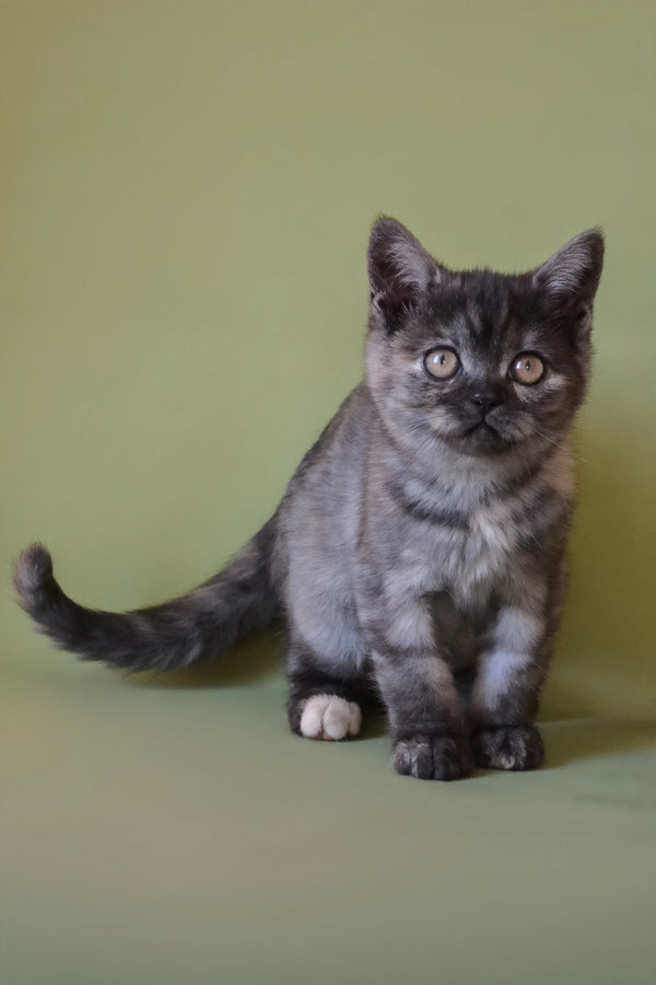 Sonya | Scottish Straight Kitten