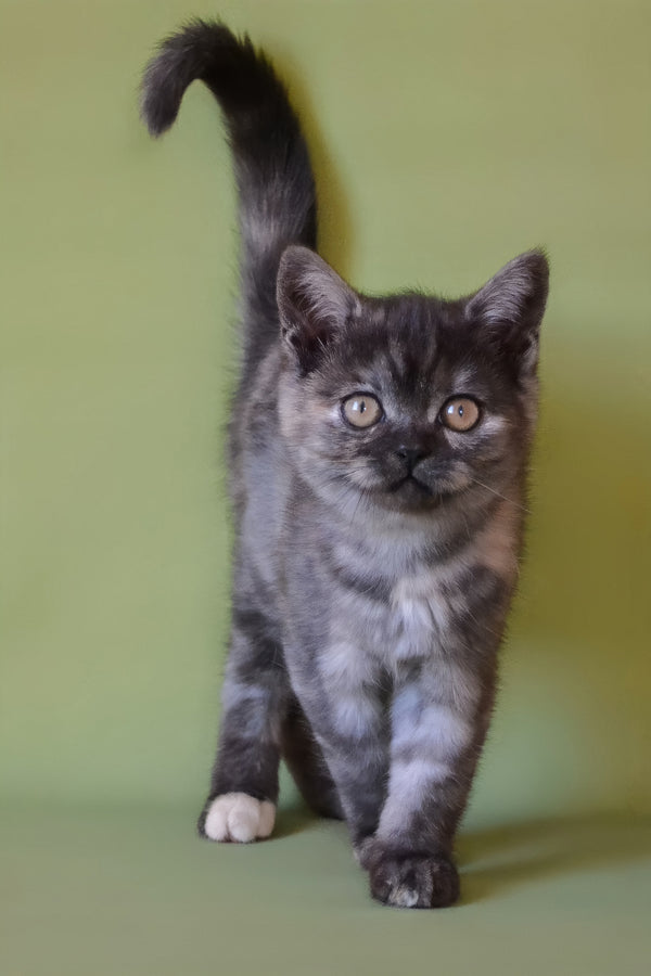 Sonya | Scottish Straight Kitten