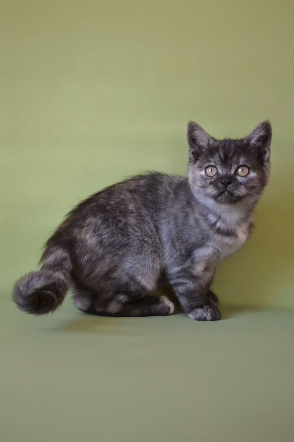 Sonya | Scottish Straight Kitten