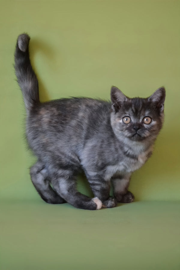 Sonya | Scottish Straight Kitten