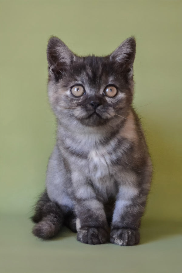 Sonya | Scottish Straight Kitten