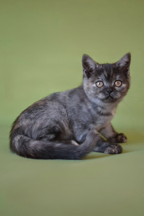 Sonya | Scottish Straight Kitten
